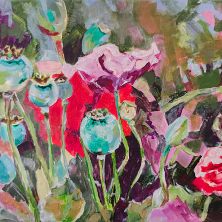 Poppy bulbs in a poppies field